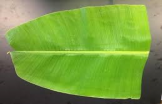 Banana leaves